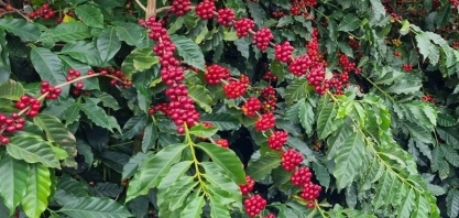 Rússia amplia compras de café brasileiro e pode até ser opção aos EUA