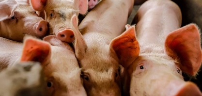 Custo de produção de suínos sobe após três meses de queda, diz Embrapa