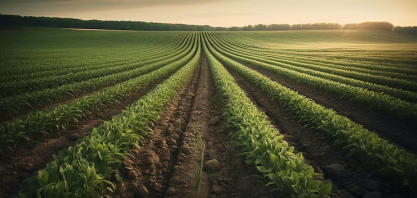 Soja cai em 2024, mas ainda gera um terço do valor da produção agrícola