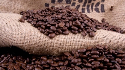 xportações de café recuaram 17,5% em agosto; EUA deixam liderança