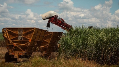 Preços do açúcar caem enquanto etanol tem a sétima alta semanal consecutiva
