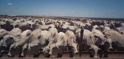 Abate de bovinos cresce e de suínos bate recorde no segundo trimestre