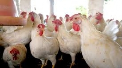 UE reconhece Brasil como livre de gripe aviária; embarques serão retomados