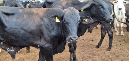 Preço do boi gordo encerra a semana com estabilidade na maior parte do País