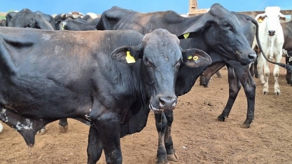 Preço do boi gordo encerra a semana com estabilidade na maior parte do País