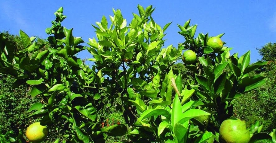 Greening atinge 47% das laranjeiras em SP e MG; avanço da doença desacelera