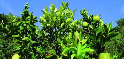 Greening atinge 47% das laranjeiras em SP e MG; avanço da doença desacelera