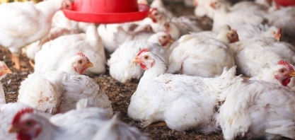 Missão chinesa virá ao Brasil para avaliar reabertura do mercado de frango