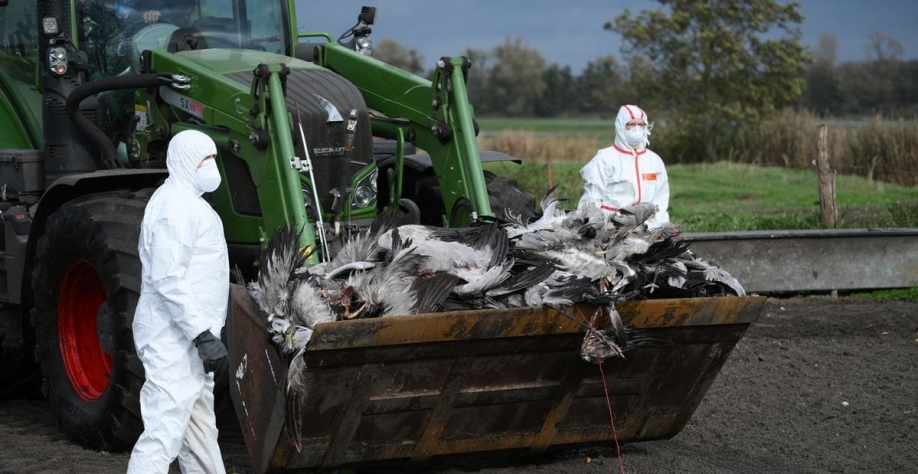 Alemanha sacrifica 500 mil aves para conter gripe aviária
