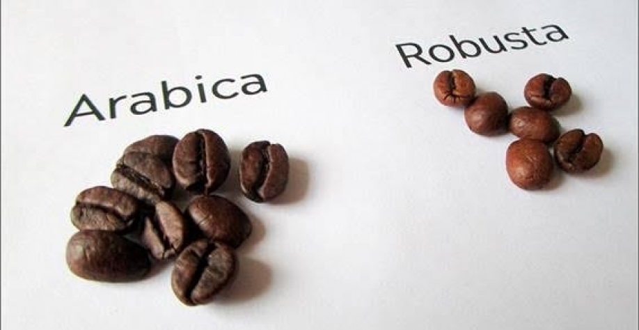 Líder na produção de café arábica, Brasil vai liderar a de robusta