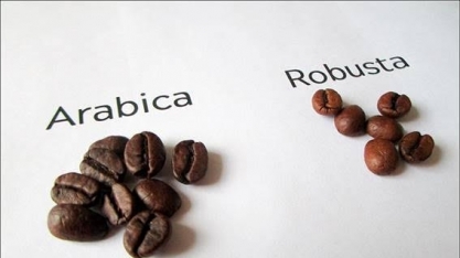 Líder na produção de café arábica, Brasil vai liderar a de robusta