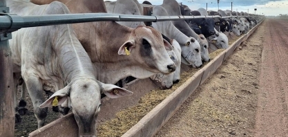 Preço do boi gordo sobe em várias regiões com mercado mais aquecido