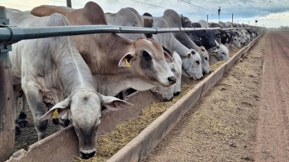 Preço do boi gordo sobe em várias regiões com mercado mais aquecido