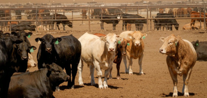 Plano de Trump para importar carne da Argentina irrita pecuaristas dos EUA