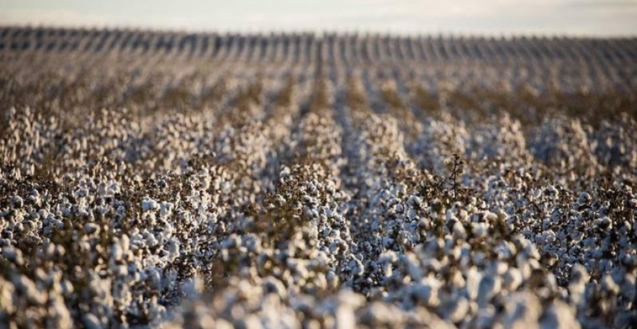 Preço médio do algodão em setembro foi o menor desde fevereiro de 2015