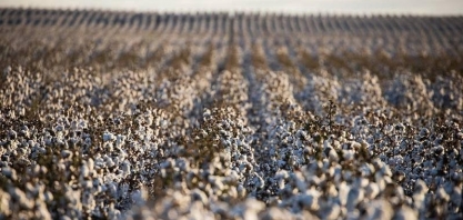 Preço médio do algodão em setembro foi o menor desde fevereiro de 2015