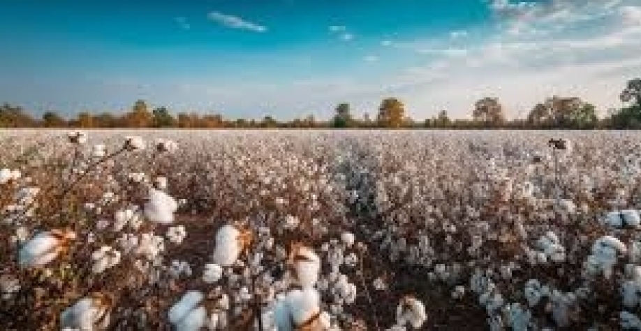 Algodão:Área cultivada na safra 2024/25 é 6,7% maior do que no ano anterior