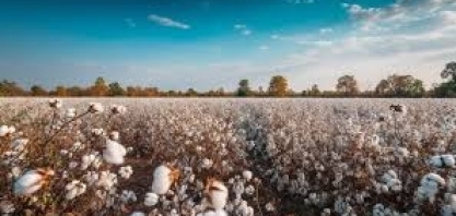 Algodão:Área cultivada na safra 2024/25 é 6,7% maior do que no ano anterior