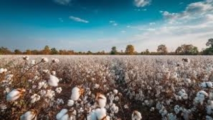 Algodão:Área cultivada na safra 2024/25 é 6,7% maior do que no ano anterior