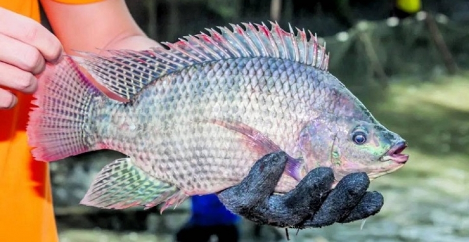 Governo nega intenção de proibir produção de tilápia no país