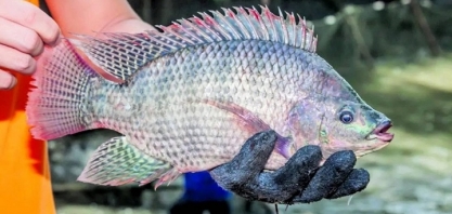 Governo nega intenção de proibir produção de tilápia no país