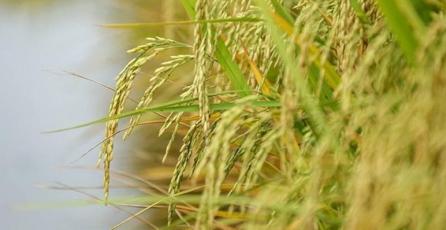 Preços do arroz em casca já caíram 40% em 2025 no Rio Grande do Sul