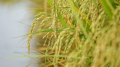 Preços do arroz em casca já caíram 40% em 2025 no Rio Grande do Sul