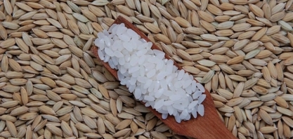 Preço médio do arroz no RS fica 10% abaixo do mínimo governamental