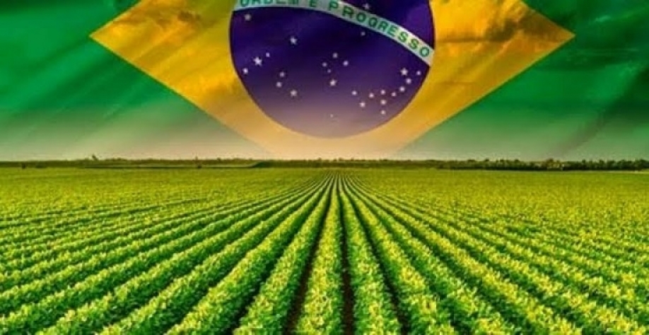 De feijão de porco a majestade do campo: a história e o futuro da soja