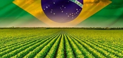 De feijão de porco a majestade do campo: a história e o futuro da soja