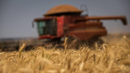 Produção brasileira de trigo pode alcançar 7,5 mi de ton. nesta safra