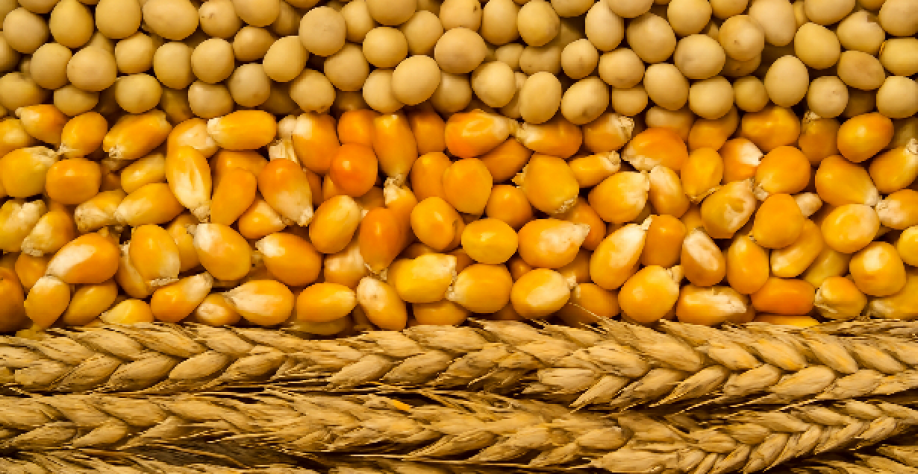 Soja, milho e trigo sobem na bolsa de Chicago