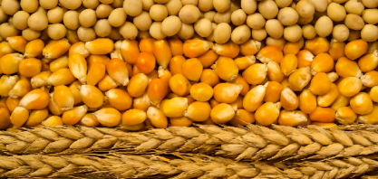 Soja, milho e trigo sobem na bolsa de Chicago