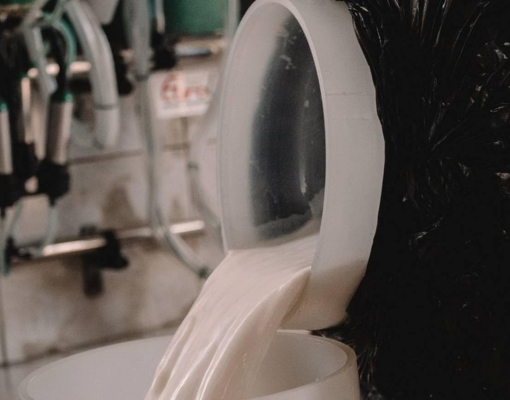 Preço do leite ao produtor cai 19% em um ano