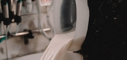 Preço do leite ao produtor cai 19% em um ano