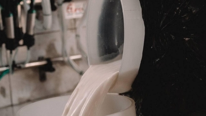 Preço do leite ao produtor cai 19% em um ano