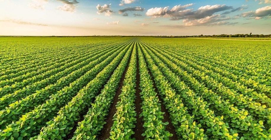 Novas tecnologias transformam o agronegócio e aumentam produtividade