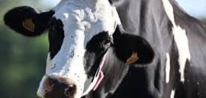 Doença viral de pele ameaça futuro do gado, diz governo da França