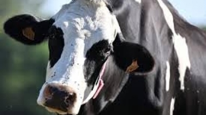 Doença viral de pele ameaça futuro do gado, diz governo da França