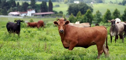 Preço do boi gordo fica estável na maior parte do país; tendência é de alta