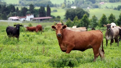 Preço do boi gordo fica estável na maior parte do país; tendência é de alta