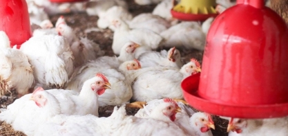 UE retoma pré-listing para exportação de carne de aves do Brasil