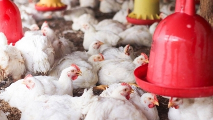 UE retoma pré-listing para exportação de carne de aves do Brasil