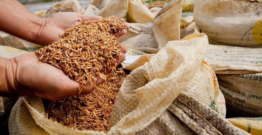 Preço do arroz ao produtor atinge o menor valor em 14 anos