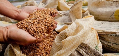 Preço do arroz ao produtor atinge o menor valor em 14 anos