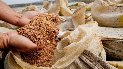 Preço do arroz ao produtor atinge o menor valor em 14 anos