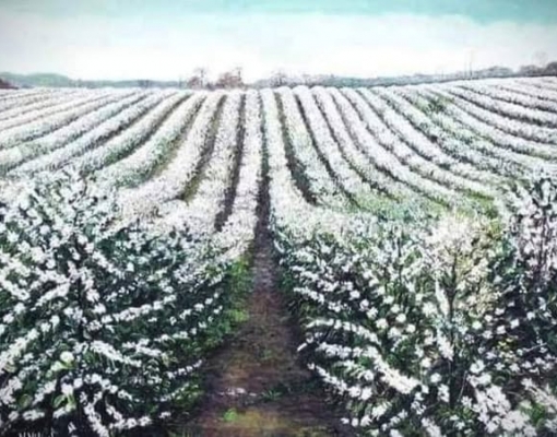 Como a união entre pesquisa e tradição deu forma à cultura do café no Brasil