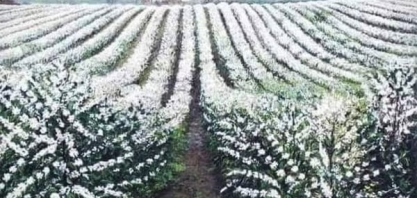 Como a união entre pesquisa e tradição deu forma à cultura do café no Brasil