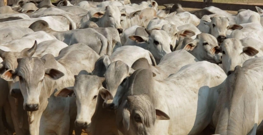 Boi gordo vira o jogo no 4º trim.: Preços devem subir com queda nos abates