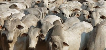 Boi gordo vira o jogo no 4º trim.: Preços devem subir com queda nos abates
